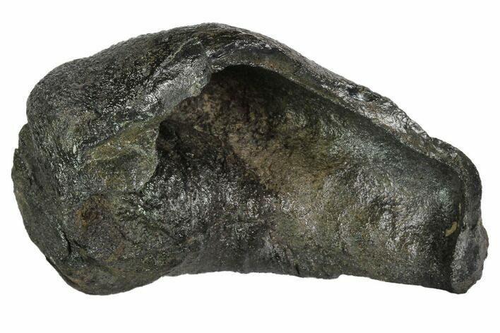 Fossil Whale Ear Bone - Miocene #99958